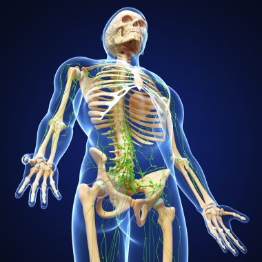 lenfatik sistem erkek sanat illüstrasyon