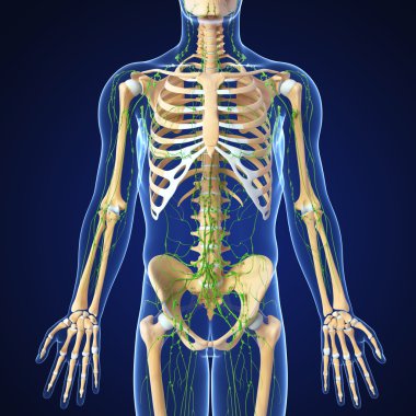 lenfatik sistem erkek sanat illüstrasyon