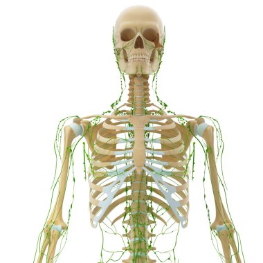 lenfatik sistem 3D Resim çizimi