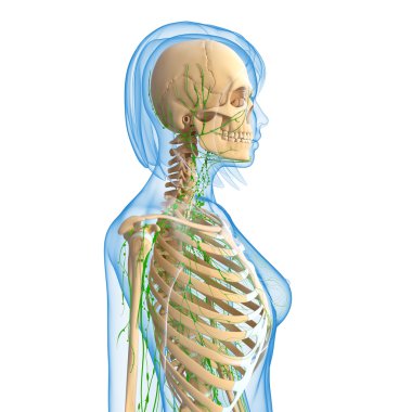 Sanat illüstrasyon kadın lenfatik sistem