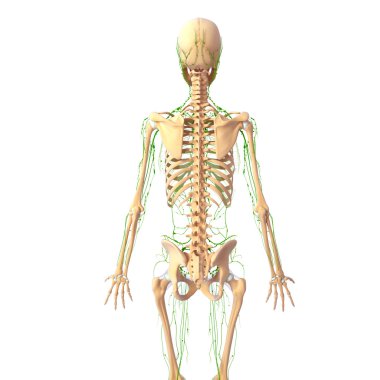 lenfatik sistem 3D Resim çizimi