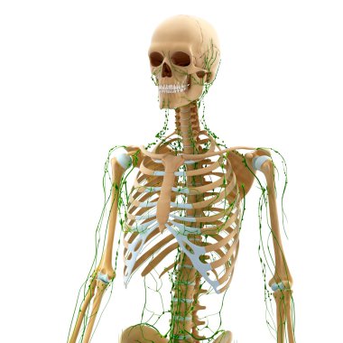 lenfatik sistem 3D Resim çizimi