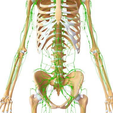 lenfatik sistem 3D Resim çizimi