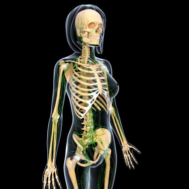 Lenfatik sistem anatomisi