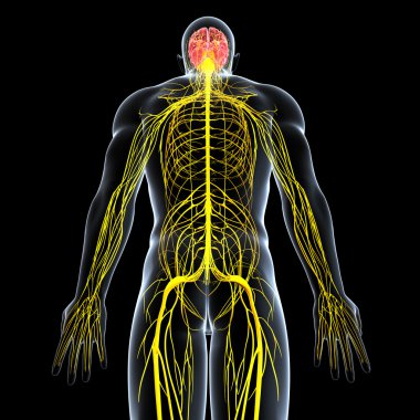 View of male nervous system clipart