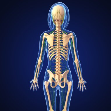 Lenfatik sistem anatomisi