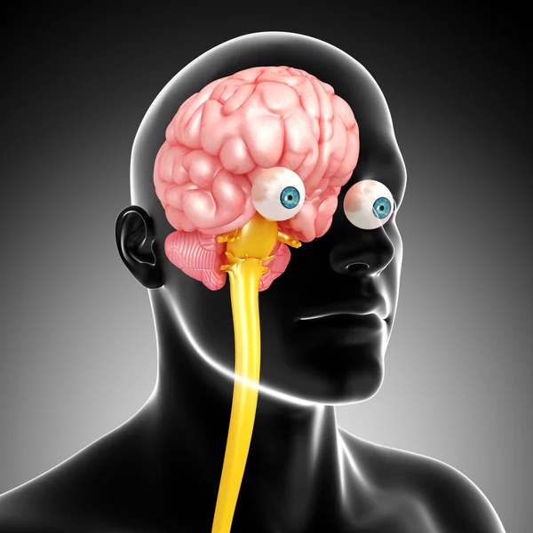 Vista lateral frontal del esqueleto masculino con cerebro aislado — Foto de Stock