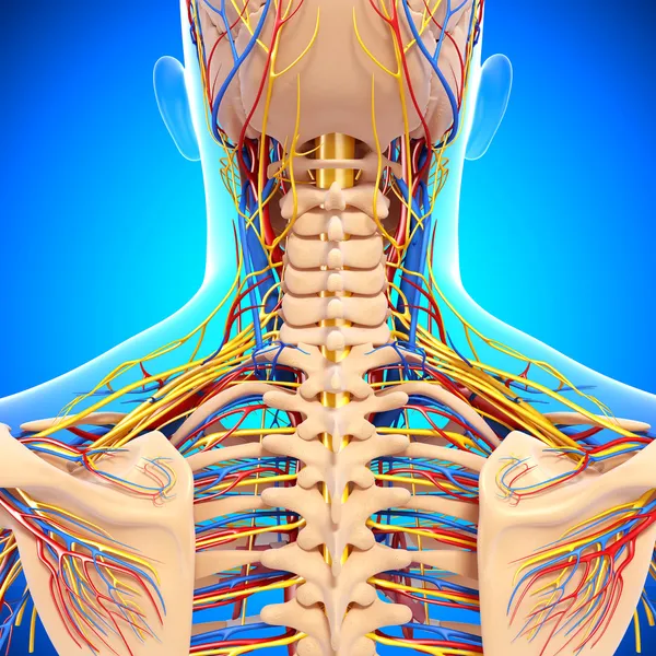 dolaşım ve sinir sistemi izole mavi arka arka görüş