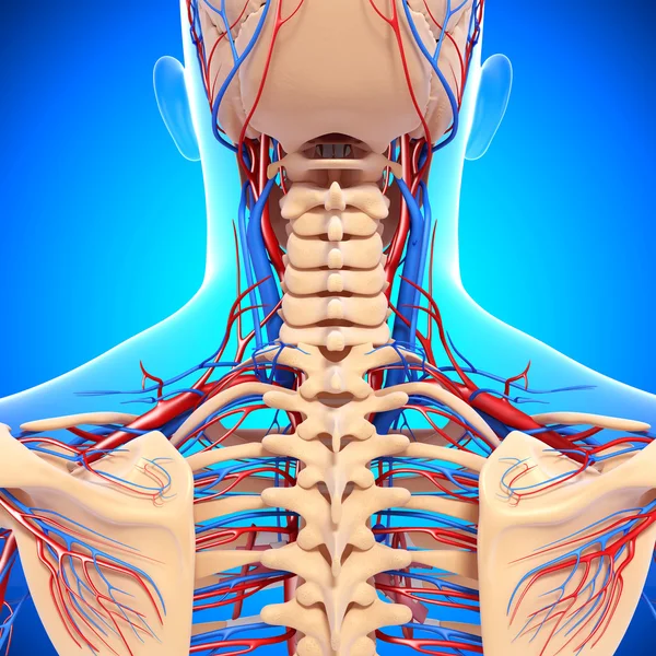 İzole edilmiş arka görünümün dolaşım sistemi
