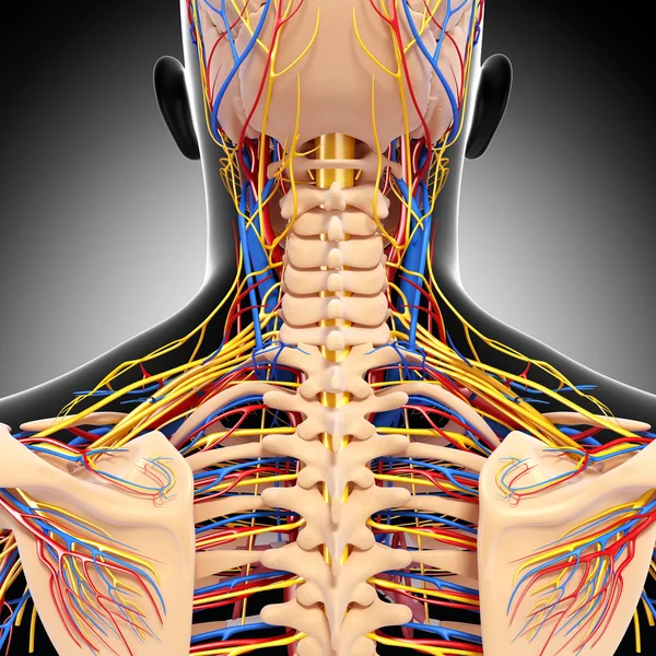İzole edilmiş arka görünümün dolaşım sistemi
