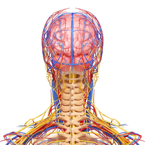 Задний вид системы кровообращения головы изолирован на белом фоне — стоковое фото