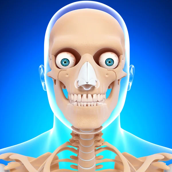 Человеческий скелет головы с глазами, зубами и горлом на голубом — стоковое фото