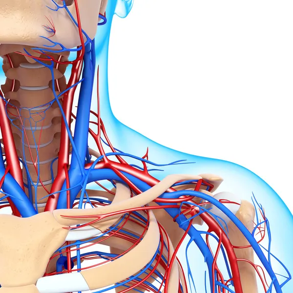 Front half view of throat circulatory system isolated — Stock Photo, Image