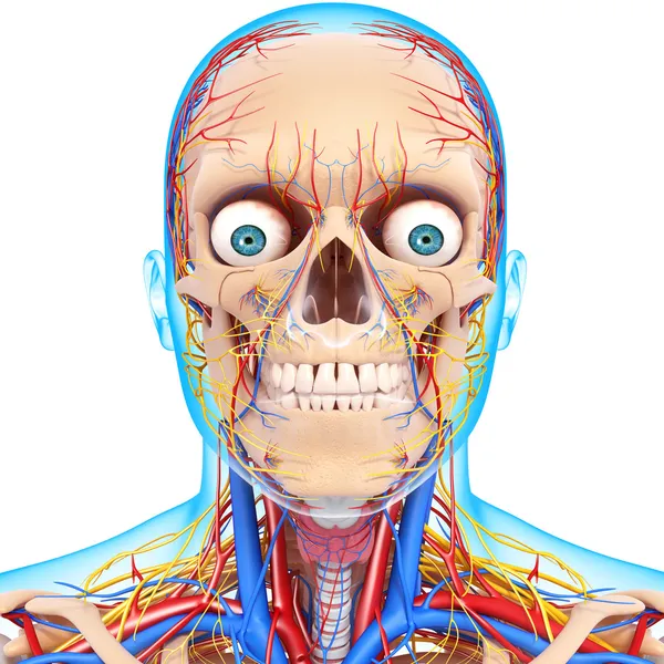 Front view of head circulatory system isolated — Stock Photo, Image