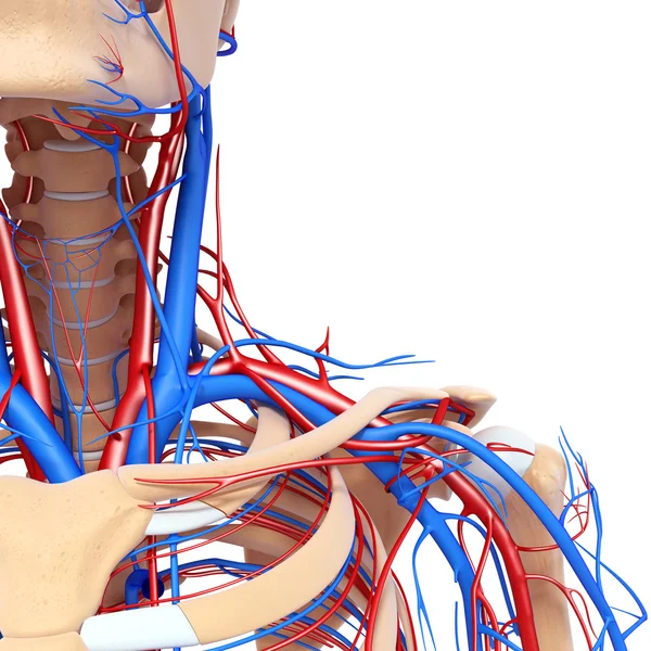 Front half view of throat circulatory system isolated — Stock Photo, Image