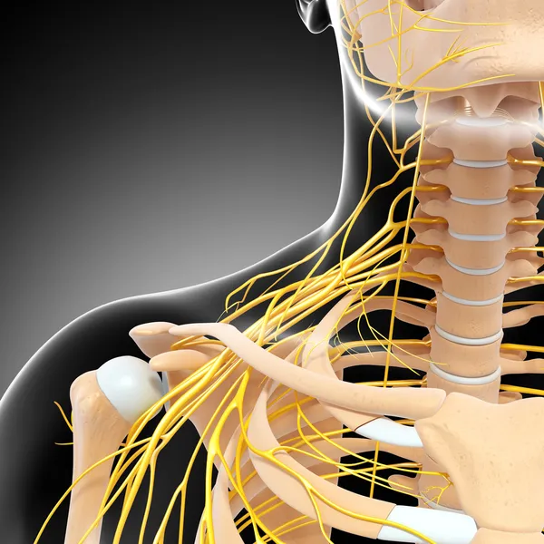 Metade visão esquelética do corpo humano com sistema nervoso — Fotografia de Stock