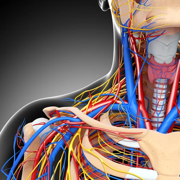 Visión media frontal del sistema circulatorio de la garganta aislado —  Fotos de Stock