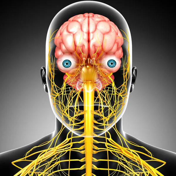 Male skeleton with brain and nervous system isolated — Stock Photo, Image