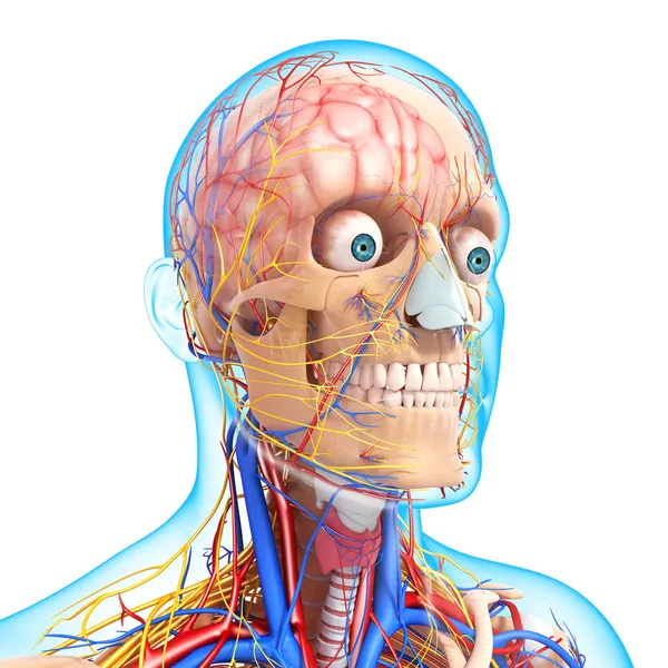 Sistema circolatorio testa e sistema nervoso — Foto Stock