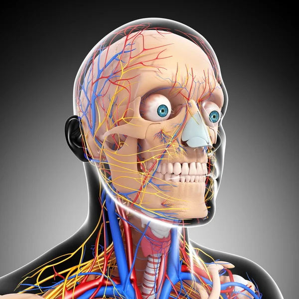 Head circulatory system and nervous system — Stock Photo, Image