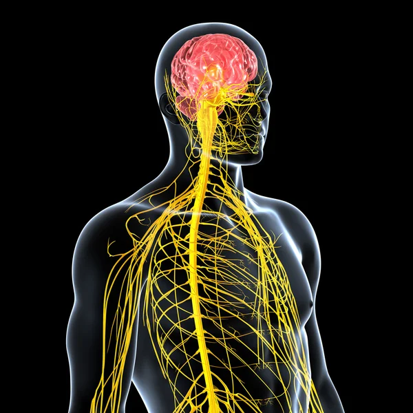 View of male nervous system — Stock Photo, Image