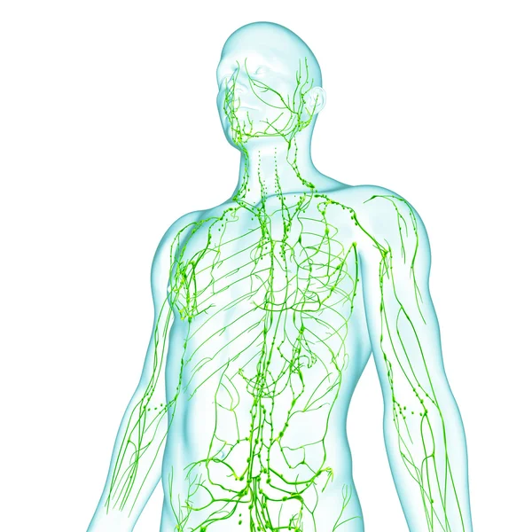 Lymphatic system of male in green — Stock Photo, Image