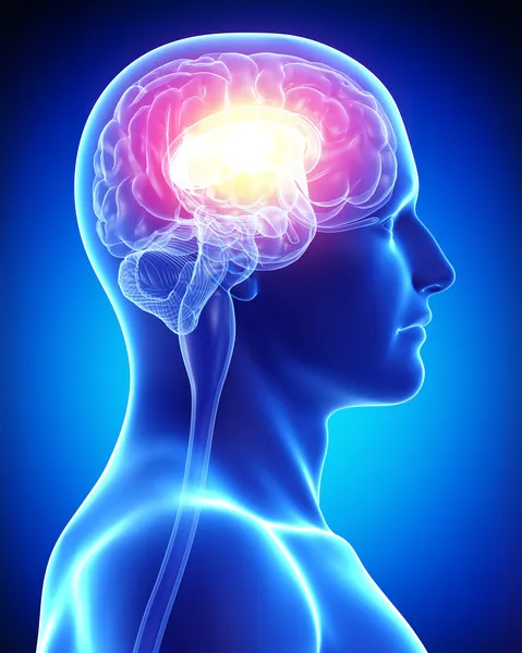 Male brain — Stock Photo, Image