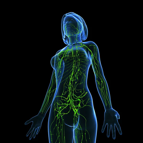 Lymfatisch systeem van vrouwelijke met halve lichaam — Stockfoto