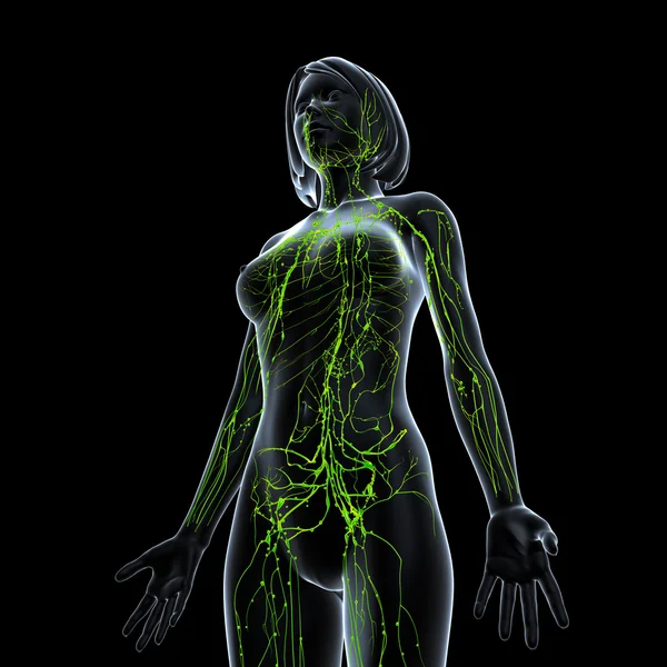Lymfatický systém žena s polovinu těla — Stock fotografie