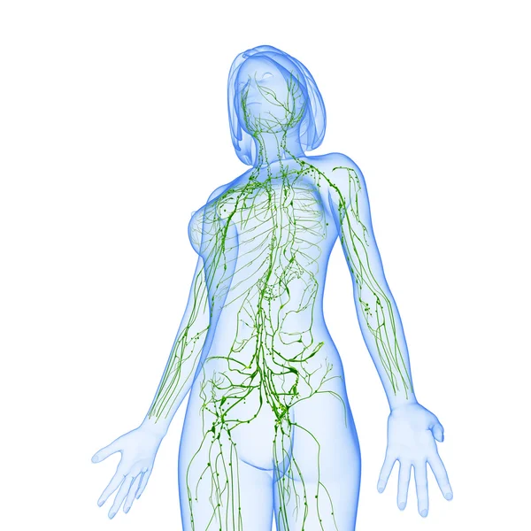 Lymphatic system of female with half body — Stock Photo, Image