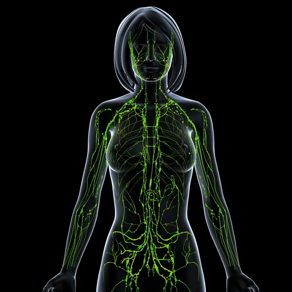 Lymphatic system of female with half body — Stock Photo, Image