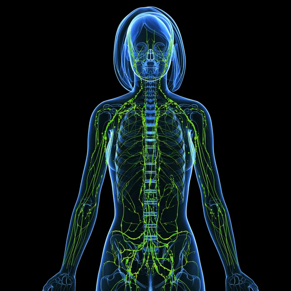 lenfatik sistem kadın, yarım vücut