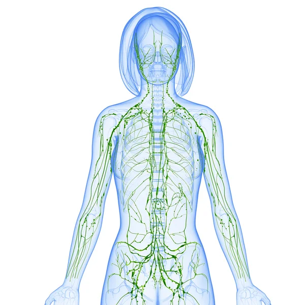 3D-Illustration des Lymphsystems der Frau — Stockfoto