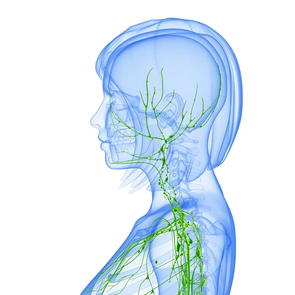 3d ilustración de arte del sistema linfático de la mujer — Foto de Stock