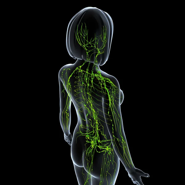 Illustration de l'art 3d du système lymphatique de la femme — Photo