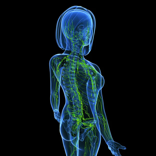 3d художественная иллюстрация лимфатической системы женщины — стоковое фото