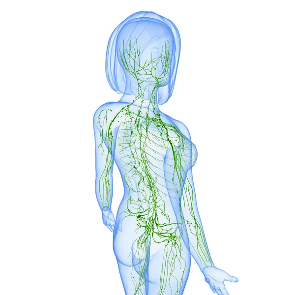 3D-Illustration des Lymphsystems der Frau — Stockfoto