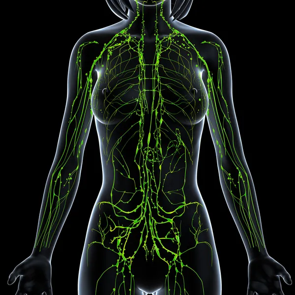 Illustration de l'art 3d du système lymphatique de la femme — Photo