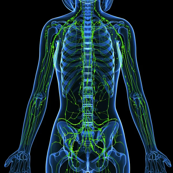 Sanat illüstrasyon kadın lenfatik sistem