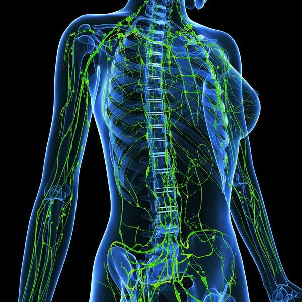 3d art illustration of lymphatic system of female — Stock Photo, Image