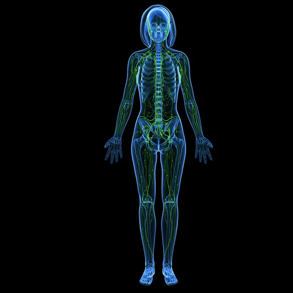 Sistema linfático de fêmea com corpo inteiro em esqueleto azul — Fotografia de Stock