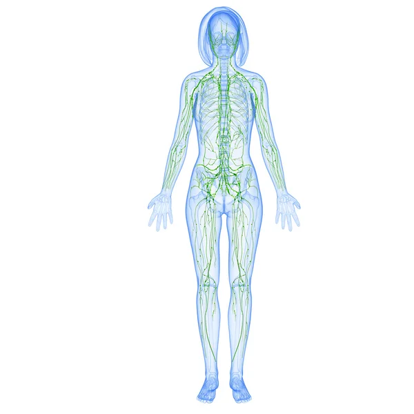 Lymphatic system of female with full body in blue skeleton — Stock Photo, Image