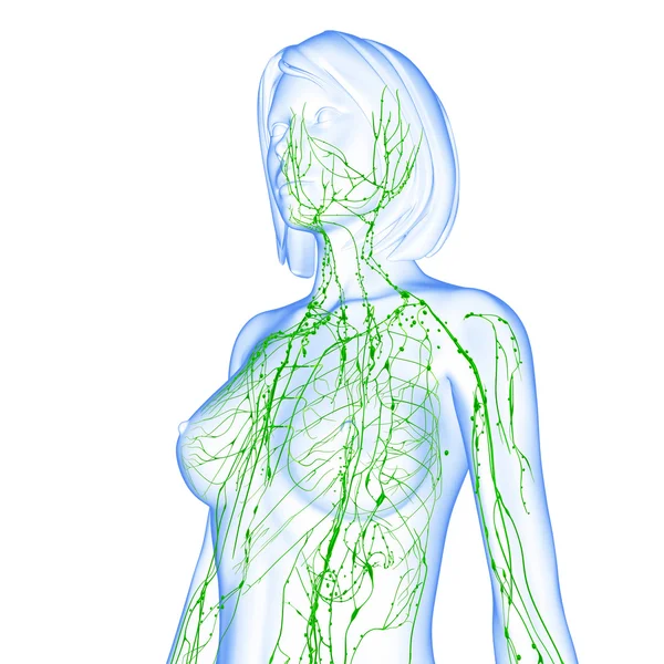 淋巴系统的女性的 3d 艺术插图。 — 图库照片
