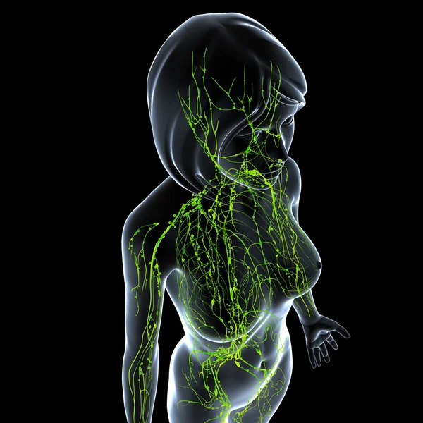 3d художественная иллюстрация лимфатической системы женщины — стоковое фото