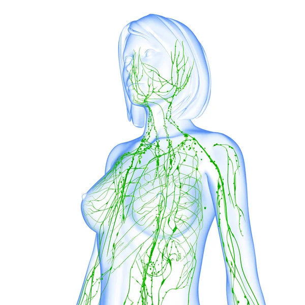 3D konst illustration av lymfsystemet av kvinnliga — Stockfoto