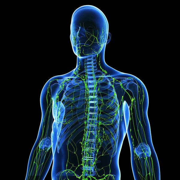 3D umění ilustrace lymfatického systému muže — Stock fotografie