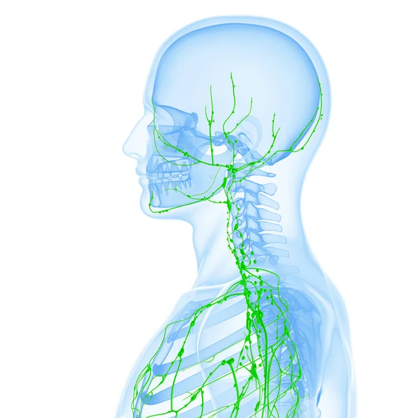3d ilustração de arte do sistema linfático do sexo masculino — Fotografia de Stock