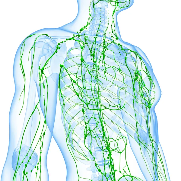 3d art illustration of lymphatic system of male — Stock Photo, Image