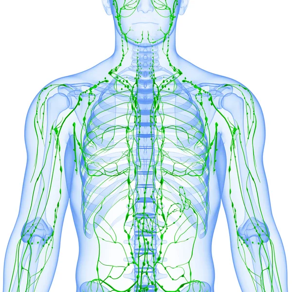 淋巴系统的男性的 3d 艺术插图。 — 图库照片
