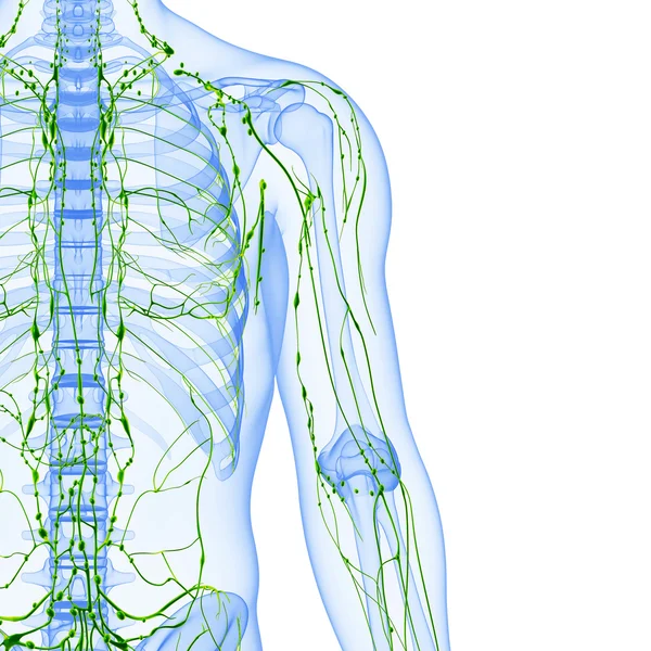 3d ilustração de arte do sistema linfático do sexo masculino — Fotografia de Stock